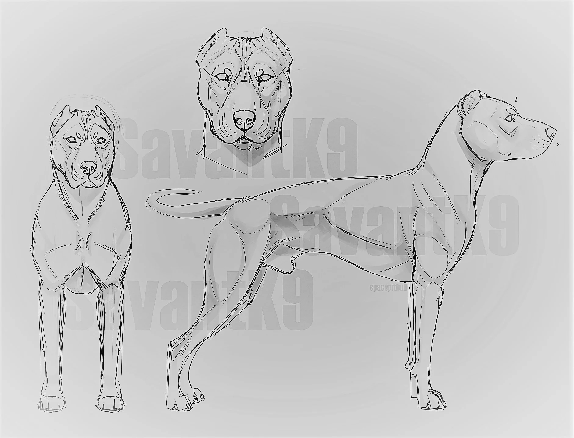 Alaunt mastiff best sale